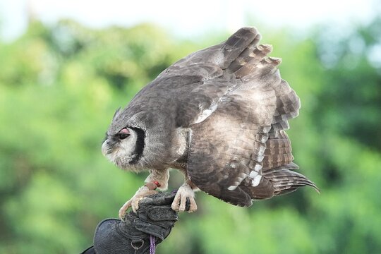 A Great Horned Owl (Varro) was brought here for flight training in Bangkok, Thailand. Photo taken on September 25, 2025.