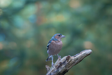 Small songbird with blue head and brown body perched on branch in forest setting
