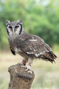 A Great Horned Owl (Varro) was brought here for flight training in Bangkok, Thailand. Photo taken on September 25, 2025.