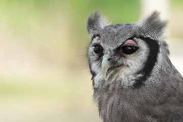 Naklejka premium A Great Horned Owl (Varro) was brought here for flight training in Bangkok, Thailand. Photo taken on September 25, 2025.
