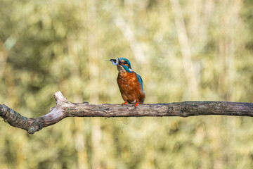 Kingfisher with fish in beak perched on tree branch in forest setting
