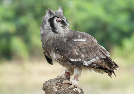 A Great Horned Owl (Varro) was brought here for flight training in Bangkok, Thailand. Photo taken on September 25, 2025.