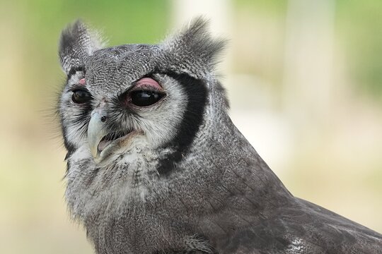 A Great Horned Owl (Varro) was brought here for flight training in Bangkok, Thailand. Photo taken on September 25, 2025.