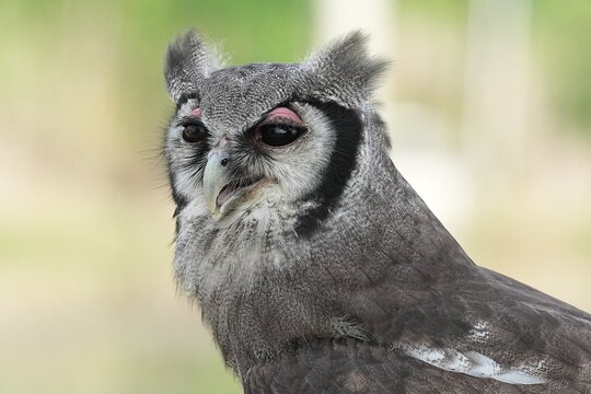 A Great Horned Owl (Varro) was brought here for flight training in Bangkok, Thailand. Photo taken on September 25, 2025.