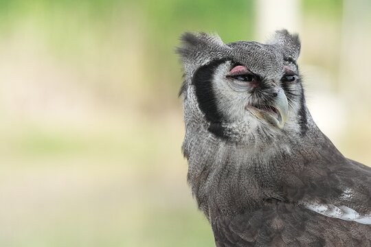A Great Horned Owl (Varro) was brought here for flight training in Bangkok, Thailand. Photo taken on September 25, 2025.