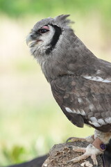 A Great Horned Owl (Varro) was brought here for flight training in Bangkok, Thailand. Photo taken on September 25, 2025.