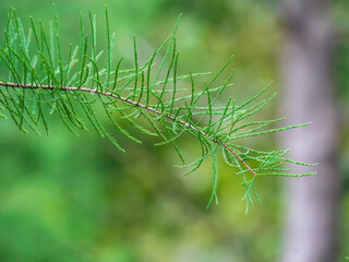 close up of green grass