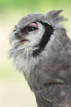 A Great Horned Owl (Varro) was brought here for flight training in Bangkok, Thailand. Photo taken on September 25, 2025.