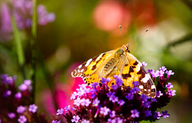 Vanessa cardui butterfly and blooming verbena flowers	