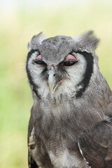 A Great Horned Owl (Varro) was brought here for flight training in Bangkok, Thailand. Photo taken on September 25, 2025.