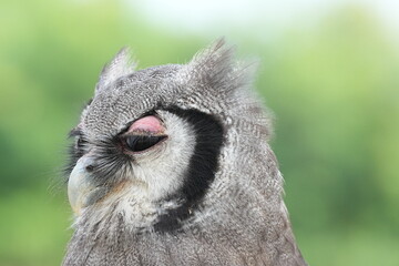 A Great Horned Owl (Varro) was brought here for flight training in Bangkok, Thailand. Photo taken on September 25, 2025.