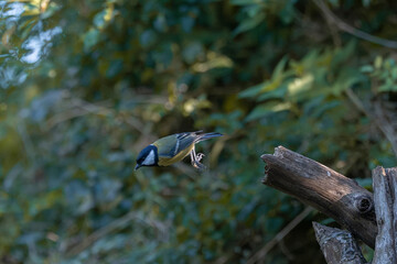 Great Tit in mid-flight leaving wooden perch with green forest background
