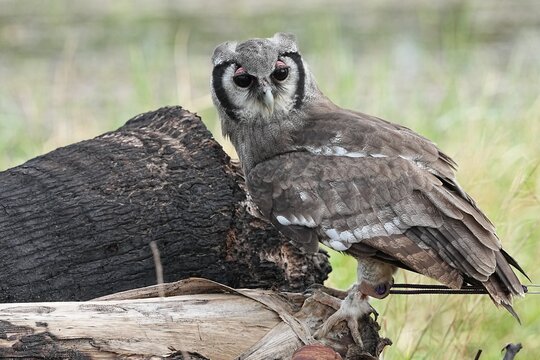 A Great Horned Owl (Varro) was brought here for flight training in Bangkok, Thailand. Photo taken on September 25, 2025.