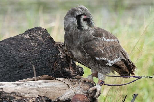 A Great Horned Owl (Varro) was brought here for flight training in Bangkok, Thailand. Photo taken on September 25, 2025.