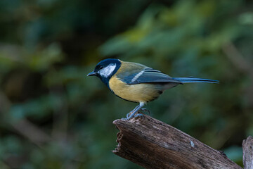 Great Tit perched on wood with food in beak and soft green background