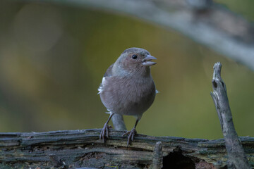 Small bird with brown-gray plumage perched on weathered wood in forest setting