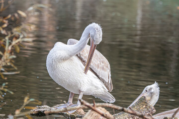 Pelican grooming on log near calm water with second bird in background