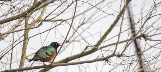 Colorful bird perched among leafless branches against pale sky