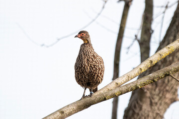 Speckled bird perched on tree branch against pale sky