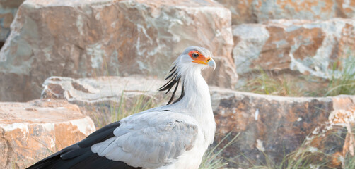 Secretarybird standing among rocks with orange face and long crest feathers