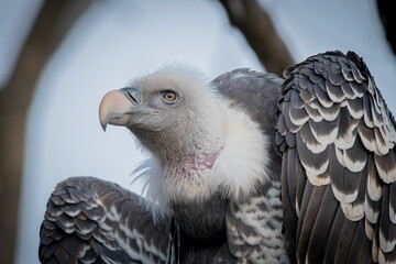 Griffon vulture close-up with pale head and hooked beak in forest setting