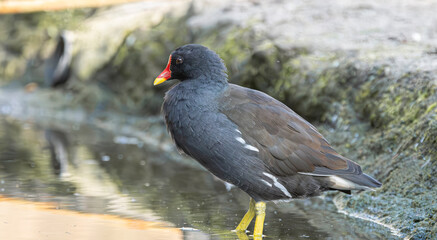 Common moorhen standing near water with mossy rocks and reflections