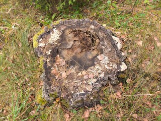 Old tree stump in the autumn forest.