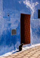 Cat in street of Chefchaouen, Morocco, the Blue city