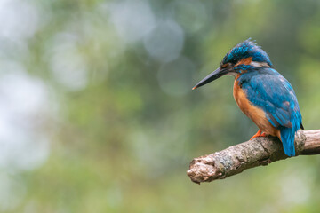 Kingfisher perched on branch with vivid blue and orange plumage