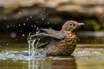 Blackbird bathing in shallow water with splashing droplets