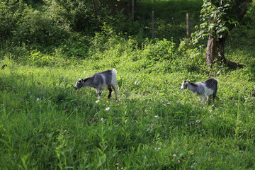 Black and white little goats walking on green grass in nature