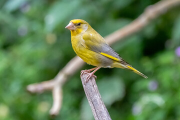 European greenfinch perched on branch with blurred forest background