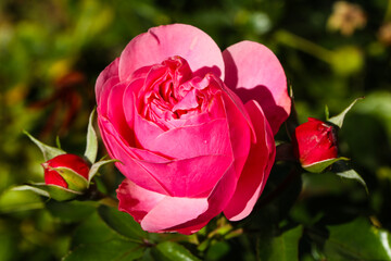 pink rose blossom with buds in sunlight - close up of beuatiful garden flower