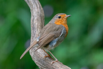 European robin perched on curved branch in forest setting