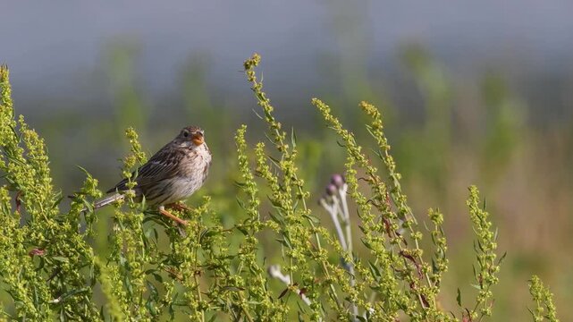 The Corn Bunting bird (Emberiza calandra) sings atop swaying green grasses and seed heads in the wind. 