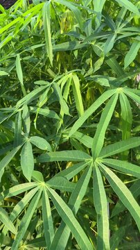 4k video footage of green cassava leaves with morning dew and raindrops on leaf surface, natural lights.