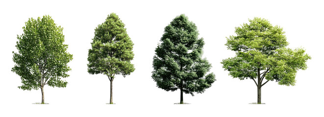Fototapeta premium Four different trees against a black background
