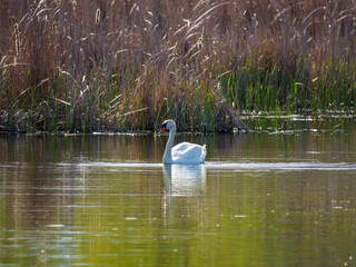 White swan swims through calm waters surrounded by tall grasses