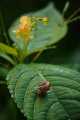 snail on a leaf