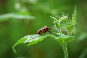 Graphosoma italicum, Italian Striped-Bug on the leaf