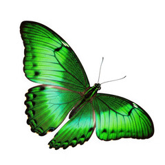 Emerald green butterfly with black markings and intricate wing patterns isolated on a transparent background