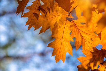 Red oak leaves on blue sky background
