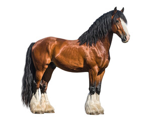 Majestic Clydesdale Horse in Morning Mist