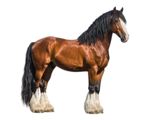 Majestic Clydesdale Horse in Morning Mist