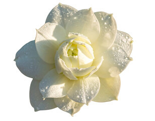 Elegant Jasmine Flower with Morning Dew