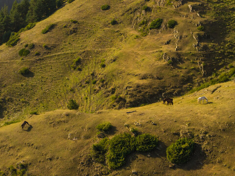 Aerial view of horses graze peacefully on the golden slopes of Tusheti, a scene of rural tranquility, Upper Omalo, Kakheti, georgia.