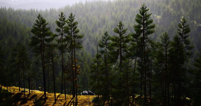 In a tranquil setting, tall pine trees rise majestically as a vehicle rests quietly on a sunlit patch of ground. The foggy atmosphere enhances the peaceful ambiance of the woods.
