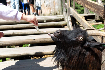 A man feeds a cabbage to a goat.