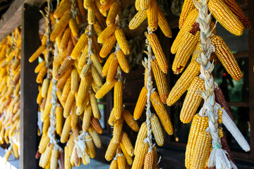 Ripe corn cobs hang on a rope.