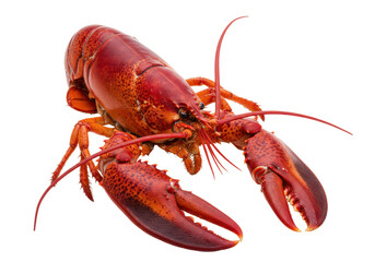 Isolated Cooked lobster ready for eating a delicious meal for seafood lovers delight
